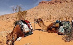 Excursion à Douz au depart de Djerba